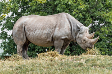 Obraz premium Black Rhino Eating