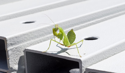 mantis sits on a metal structure
