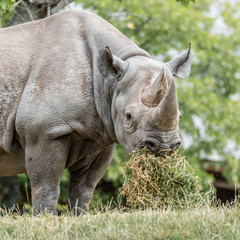 Black Rhino Eating