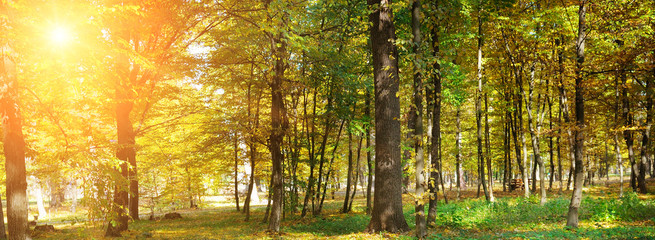 Fototapeta na wymiar Autumn forest with yellow leaves and sun. Wide photo.