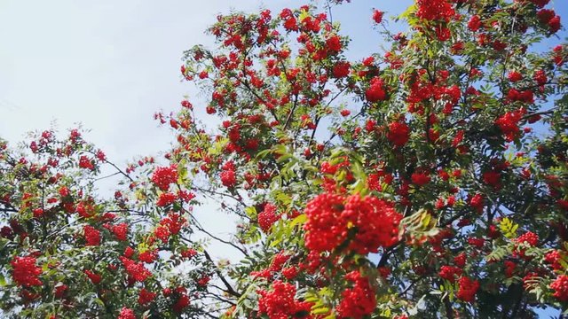 large bunches of red berries of mountain ash. steadycam shoot
