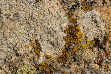 The surface texture on the sea stone. Dried cracked growths on the stones.