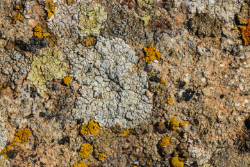 The surface texture on the sea stone. Dried cracked growths on the stones.