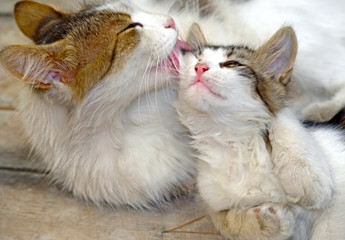 cat with kitten