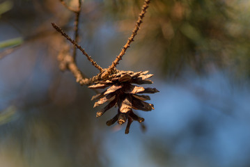 sucha szyszka sosnowa na drzewie