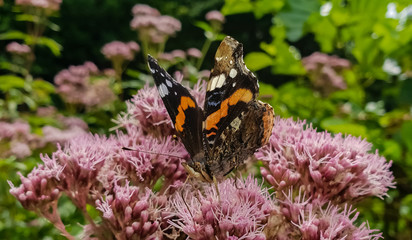 red admiral butterfly
