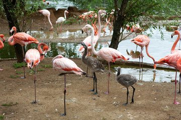 Flamingos and cubs at the zoo