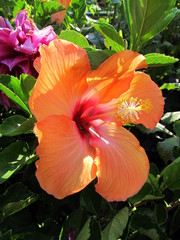 Orange Hibiscus 