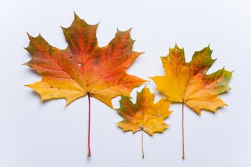The concept of autumn and family. Maple leaves of dad, mom, baby on a white background.