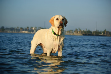 Yellow Labrador Retriever standing in blue water