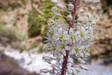 white blossom in close-up and blurred background; one flower with many small white flowers with green mediums
