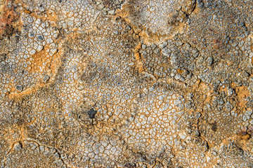 The surface texture on the sea stone. Dried cracked growths on the stones.