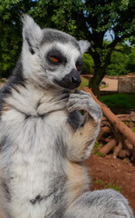 Ring tail lemur