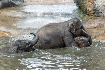 Young Asian Elephants at Play