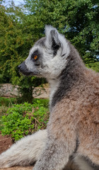 Ring tail lemur