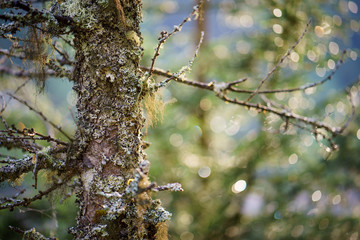 In the Woods