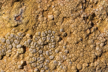 The surface texture on the sea stone. Dried cracked growths on the stones.