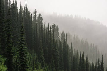 Smokey Trees on Idaho Peak