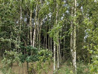 Naklejka premium Forest landscape
