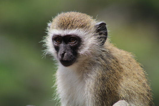cercopiteco