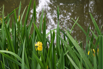 Iris des marais ou iris d'eau