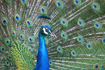 Fototapeta na wymiar Peacock on display