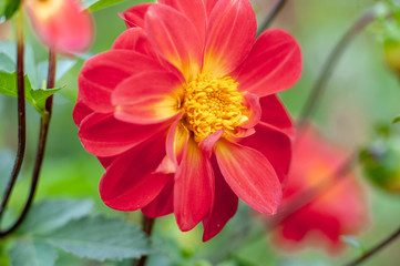 Red flowers with a yellow core. Garden flowers.