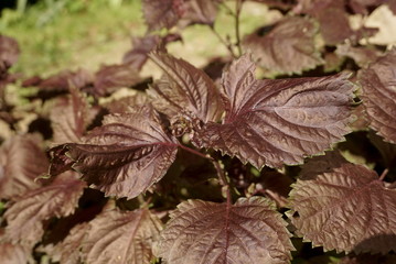 leaves are decorative nettle