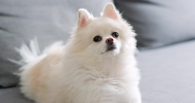 White Pomeranian dog sitting on sofa