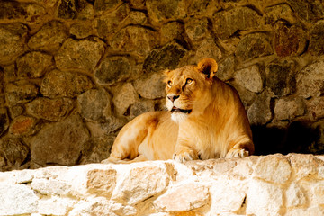 lion on rock (ZOO)