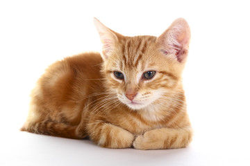 Fototapeta na wymiar Ginger mackerel tabby kitten isolated on a white background