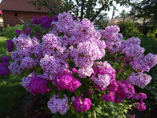 Obraz premium garden summer 