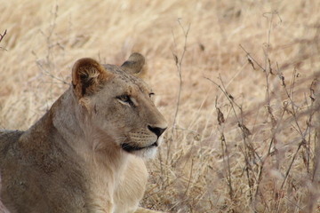 Naklejka premium tzavo
