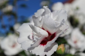 Weiße Hibiskusblüte © Stefanie