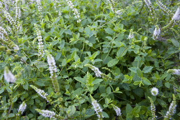 fresh mint leafs growing on a young shrub © slayer2018