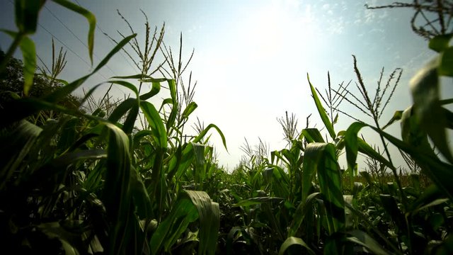 Walking through a cornfield looking at the sun. Moving through corn stalks in farmers field. Steadycam amongst crops on hot summer day. Deep inside organic maize field.
