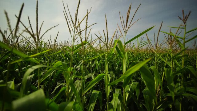 Dolly shot through cornfield. Moving through corn stalks in farmers field. Steadycam amongst crops on hot summer day. Deep inside organic maize field.