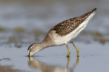 A wood sandpiper feeds in the blue water close up photo