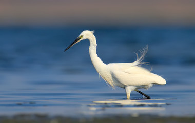 The little egret (Egretta garzetta) in the water filmed in soft morning light