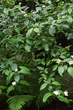 Pied de poule plante toxique