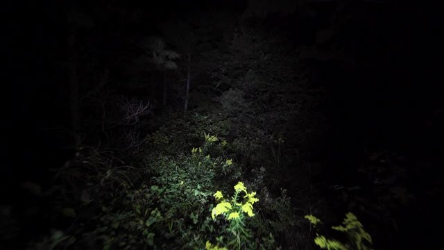 Wandering lost through the woods at night. Lost in the dark with only flashlight to light the way in scary forest on Halloween. Escaping in the bushes in the dead of night.
