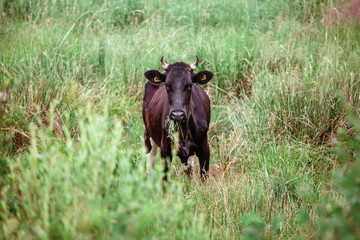 cows graze on pasture, bulls
