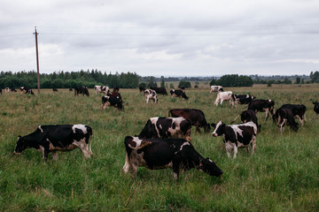 cows graze on pasture, bulls