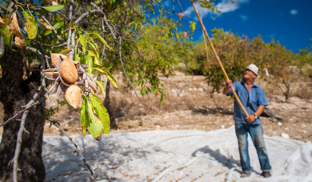 Harvest time: closeup view of some almonds on a tree during harvest time in Noto, Sicily