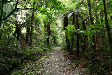 Tropical rain forest walking trail