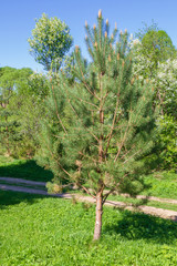 Young pine grows in spring in the village in clear weather