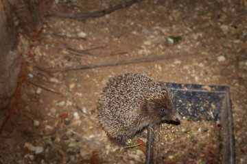 Small hedgehog near the bird feeder in the village