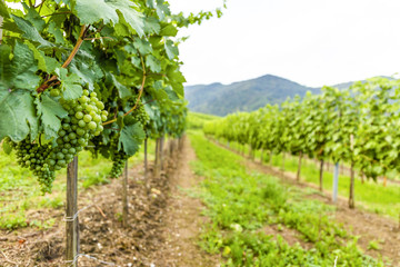 Fototapeta na wymiar Grapes in vineyard in the Wachau, Austria. Europe