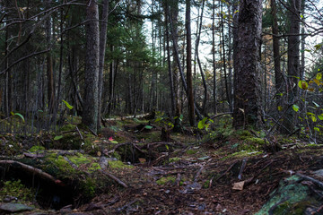 Undergrowth of autumn forest