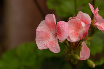 Geranium in the morning after the rain.
